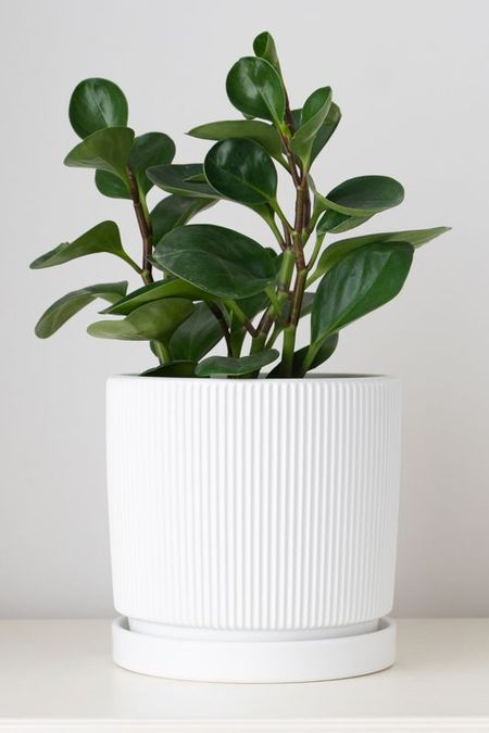 Кашпо  керамическое с блюдцем Рельеф MANDARIN DECOR