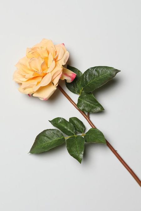Декоративный цветок Rosa EDG