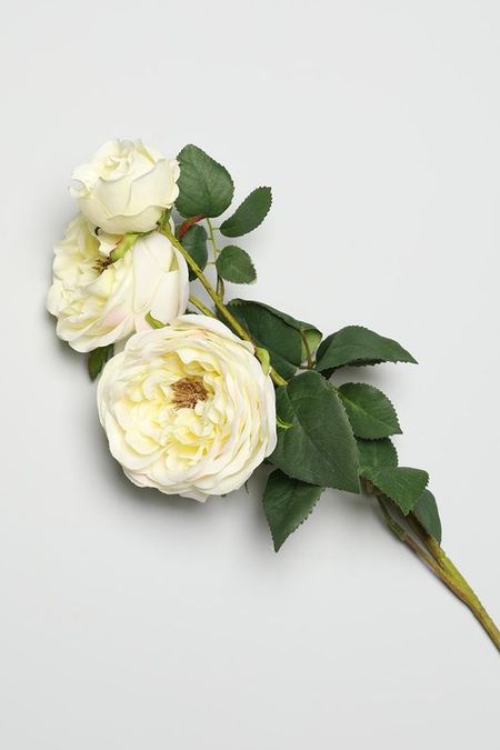 Декоративный цветок Rosa EDG